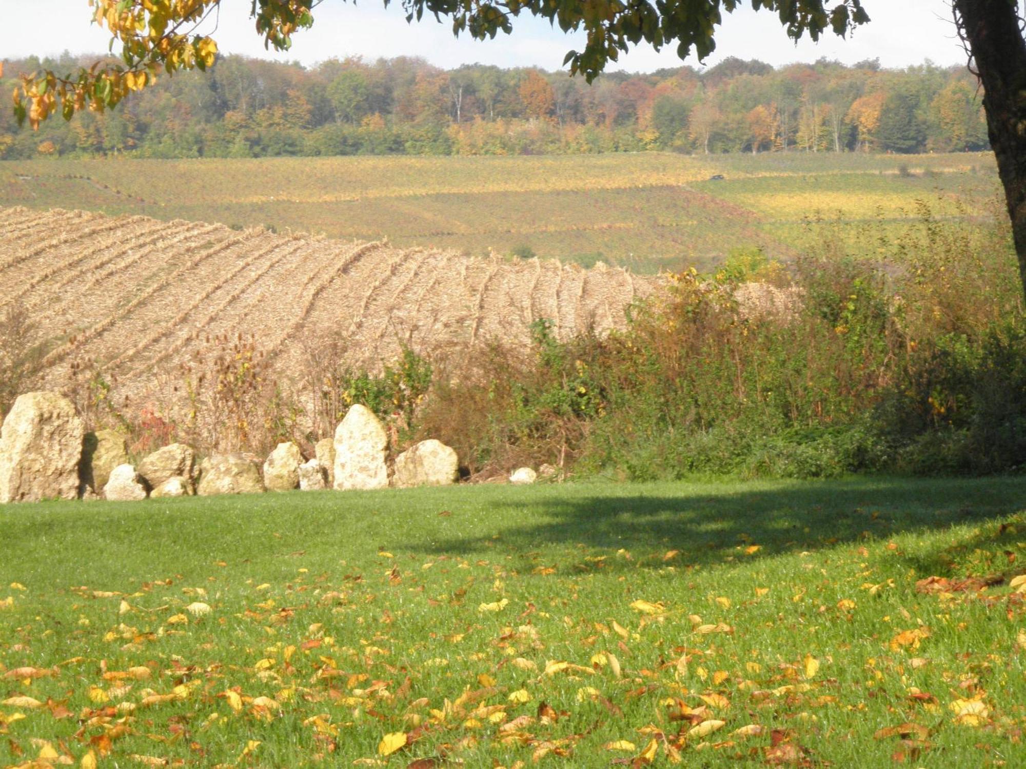 Domaine Du Moulin De L'Etang Bed & Breakfast Châtillon-sur-Marne Екстериор снимка