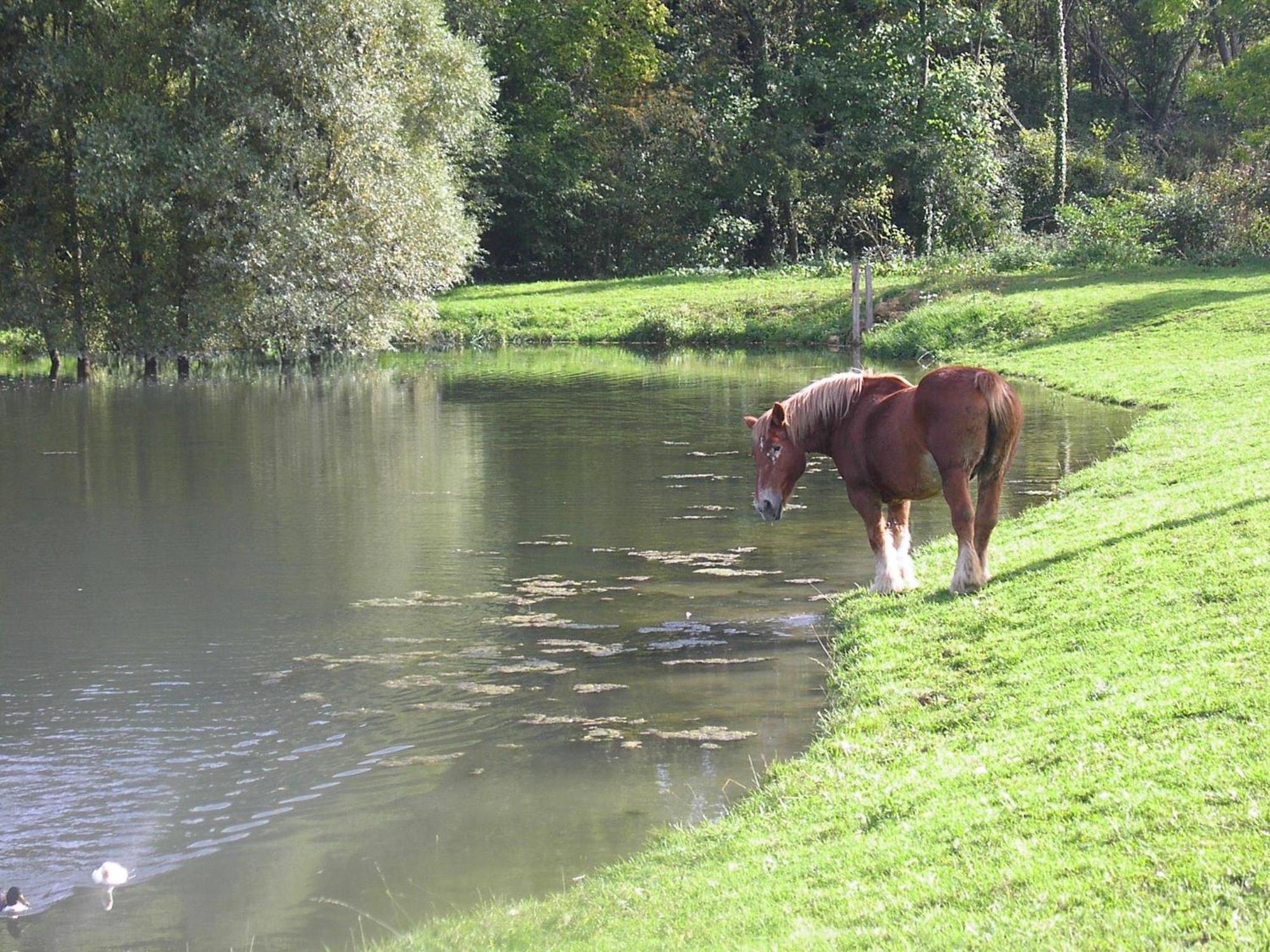 Domaine Du Moulin De L'Etang Bed & Breakfast Châtillon-sur-Marne Екстериор снимка